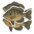 Bluegill Decal Sticker