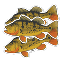 Peacock Bass Decal Sticker